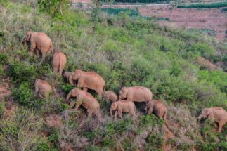 <p>Wild Asian elephants in southwest China. This summer, the herd migrated over 500km from its home in a nature reserve (Image: Alamy)</p>