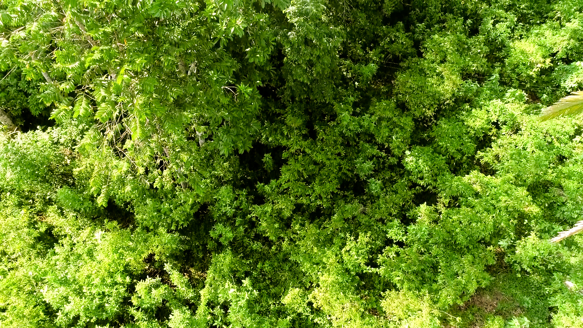Vista aérea de bosque