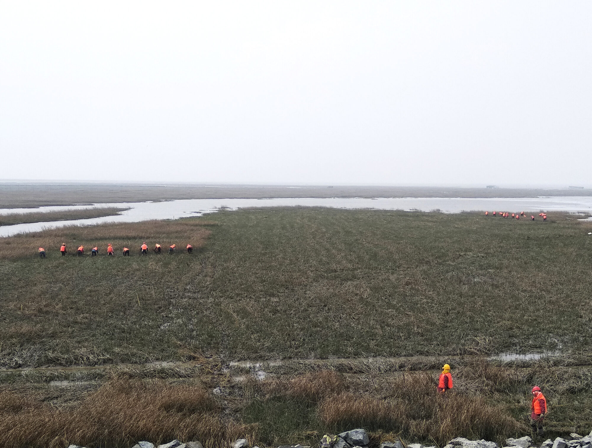workers cutting down salt-water cordgrass