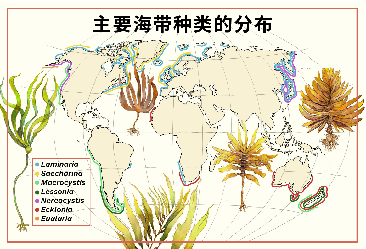 主要海带种类的分布