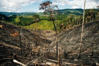<p>Floresta tropical queimada na Colômbia. O país latino-americano foi o que mais registrou mortes de defensores ambientais e da terra em 2020. Até o momento, Bogotá não ratificou o Acordo de Escazú (Alamy)</p>