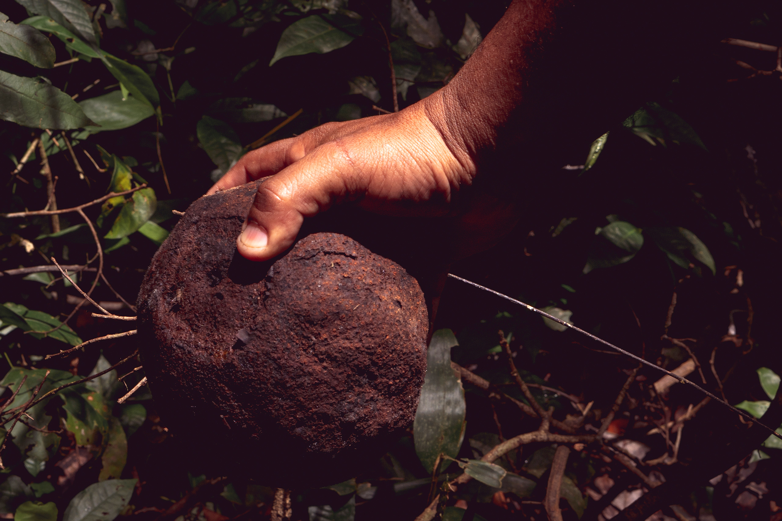 Brazil nut