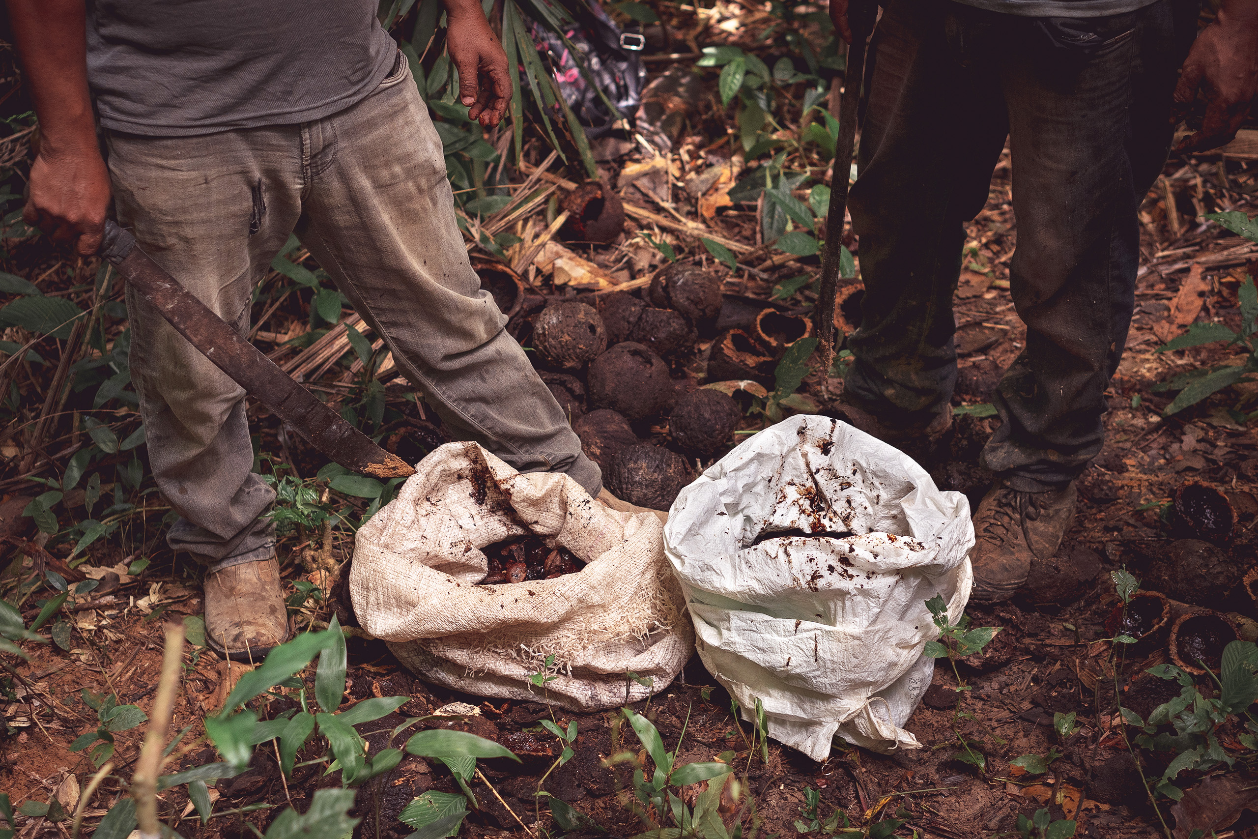 Collectors open the husks with machetes
