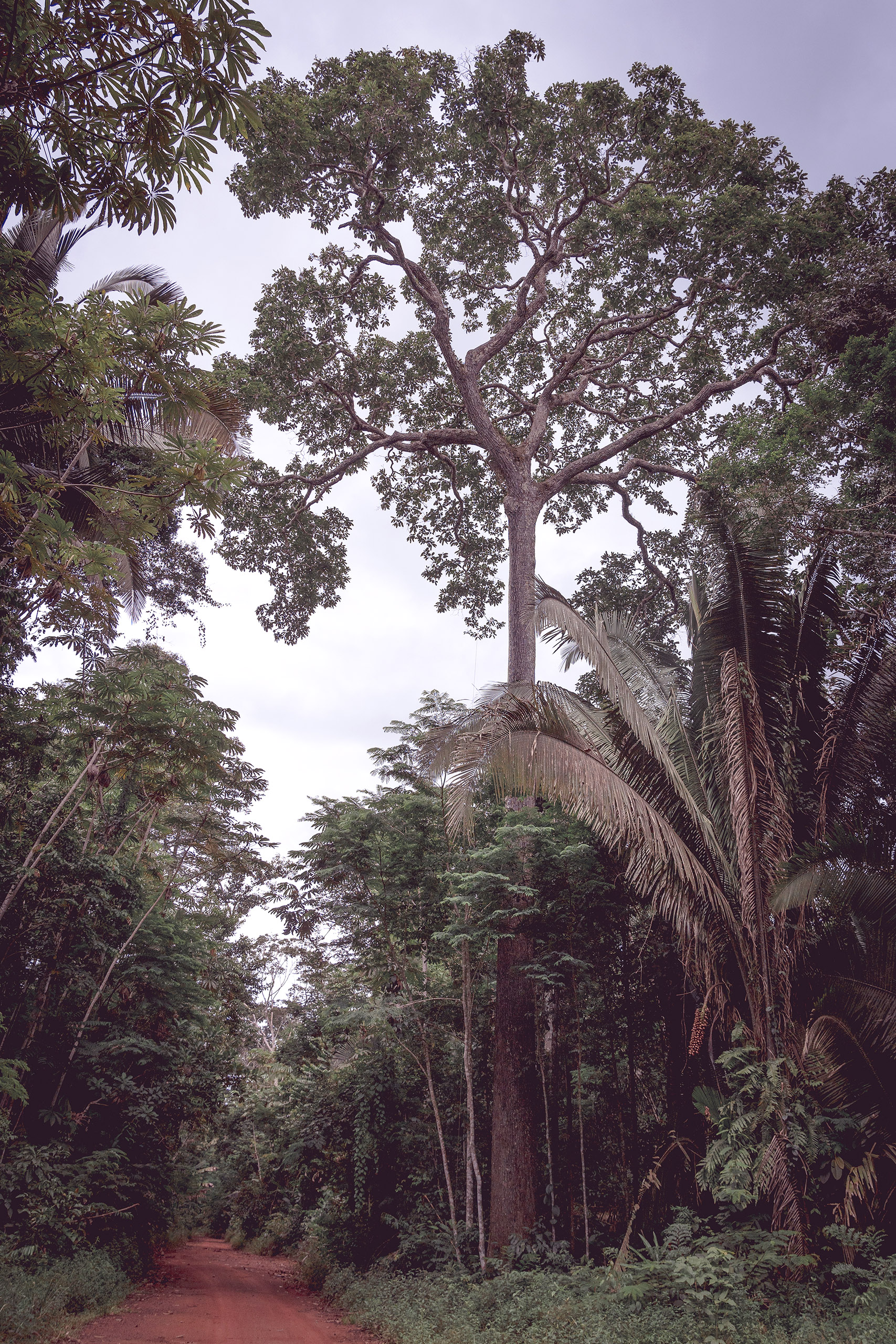 Brazil nut trees