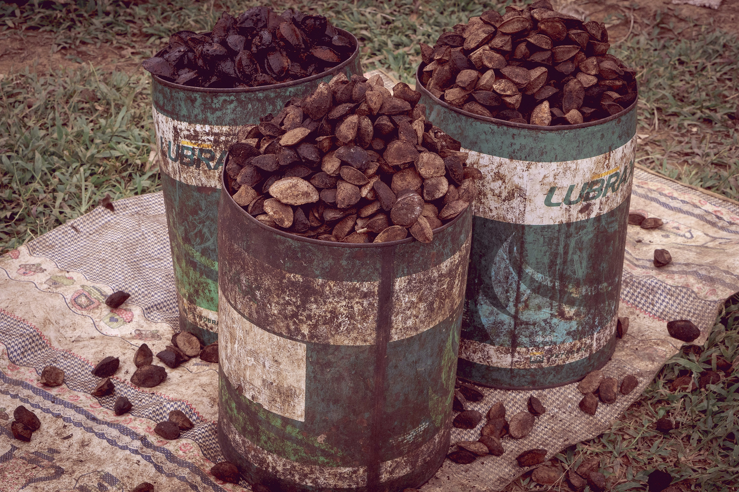 Brazil nut