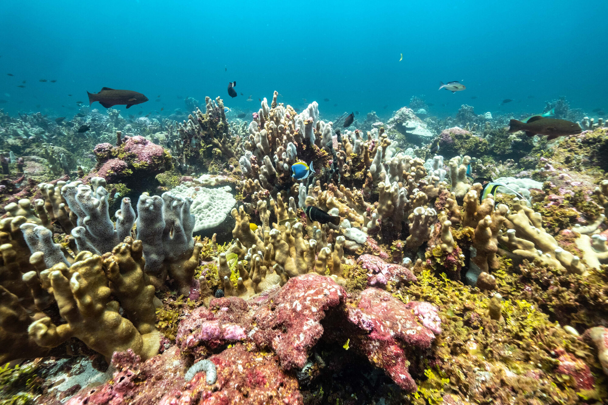 Corals at Saya De Malha Bank in the Indian Ocean