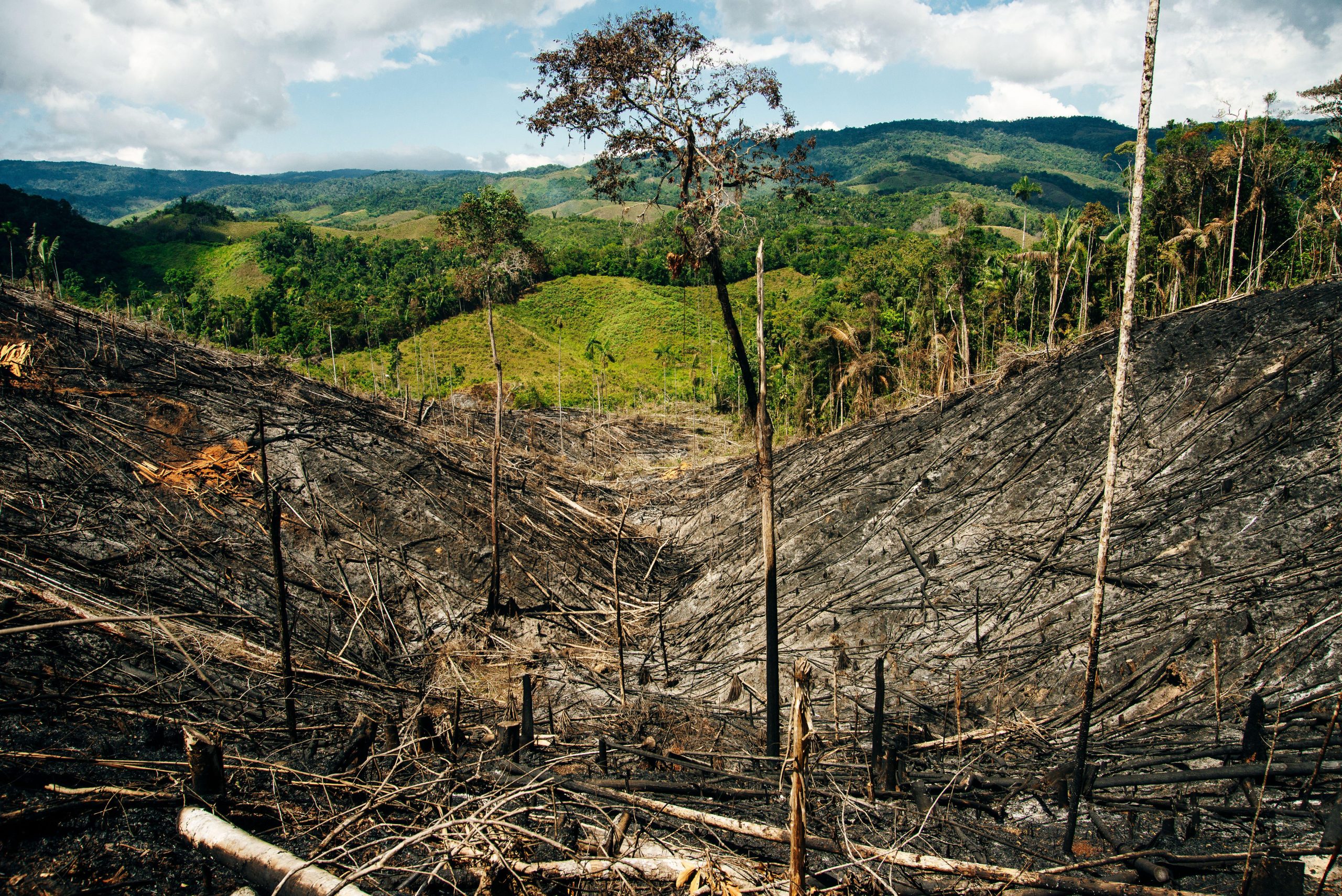bosque desforestado en Colombia