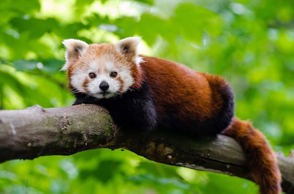Red Panda Himalayas