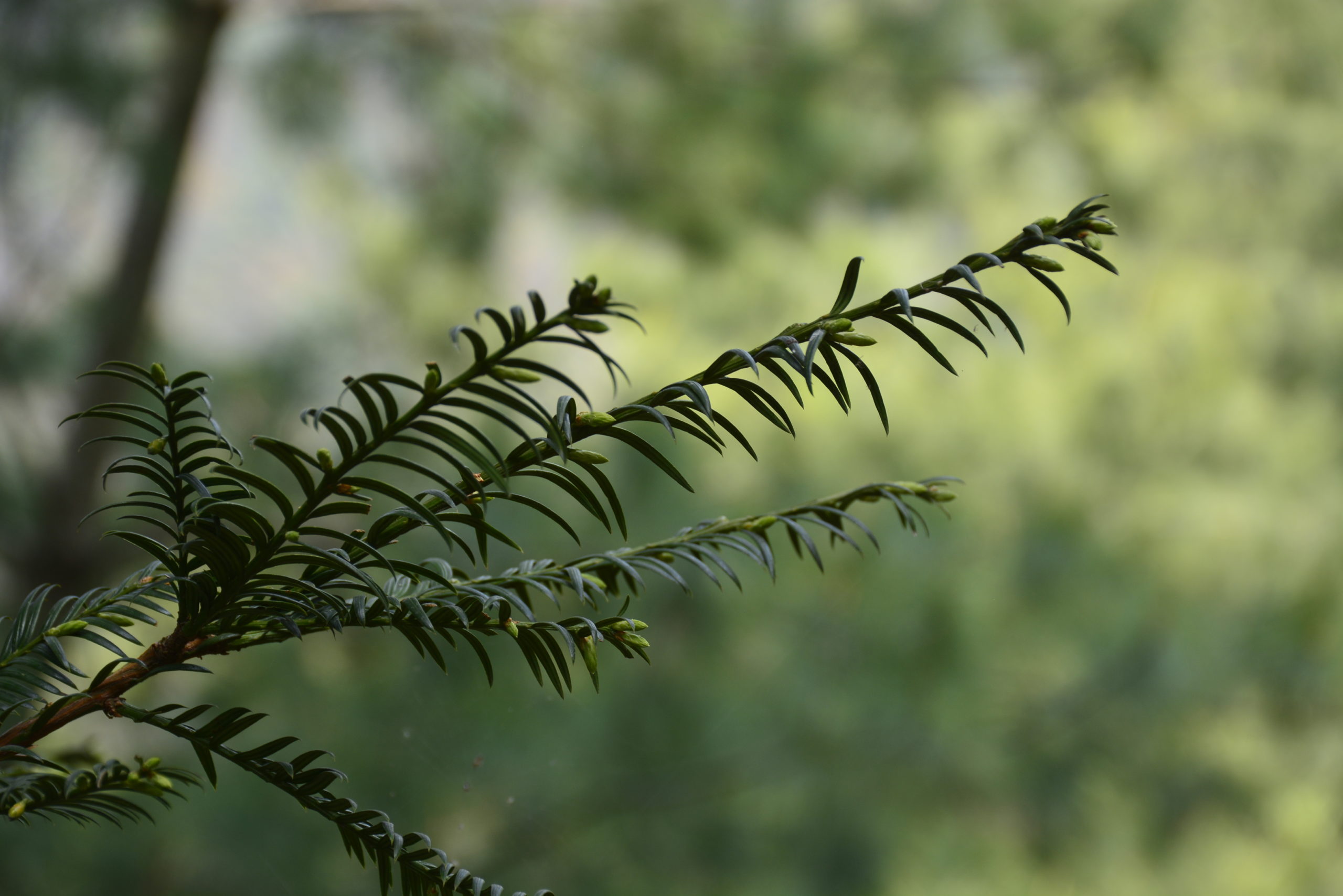 Maire’s yew Nepal
