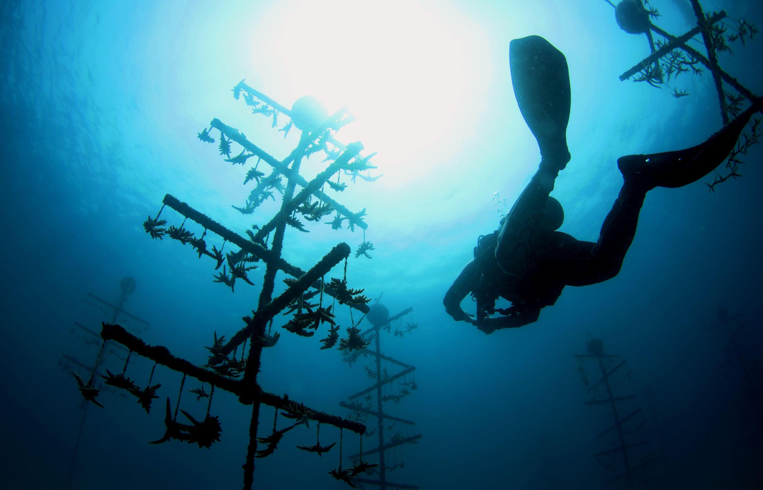 blue carbon artificial reefs