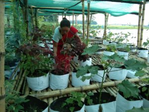 <p>एक किसान फ्लोटिंग प्लेटफॉर्म पर अपनी फसलें उगा रही हैं। माजुली द्वीप के किसान बाढ़ और अनियमित बारिश से निपटते हुए इस विधि से सब्जियों और जड़ी-बूटियों की खेती कर रहे हैं। (Image: South Asian Forum for Environment)</p>