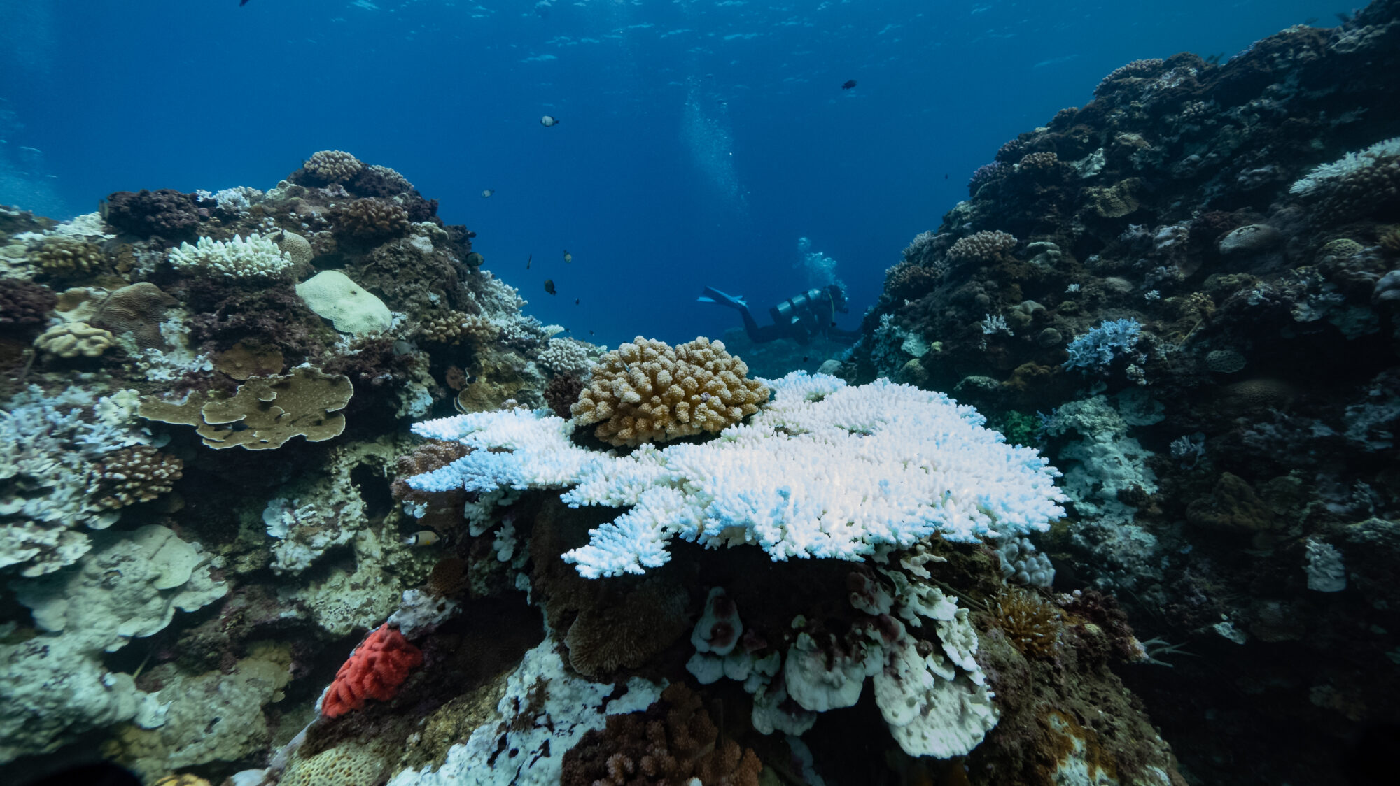 Corales blanqueados en las aguas de Kenting, en Taiwan
