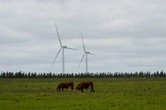 Duas vacas pastando na frente de dois moinhos de vento
