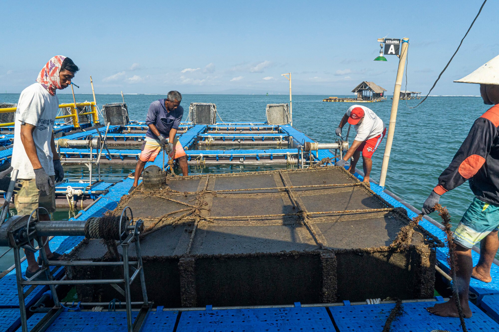 Indonesia fisheries: Workers on a floating farm near the village of Serangan in Bali winch up a lobster cage for cleaning and feeding