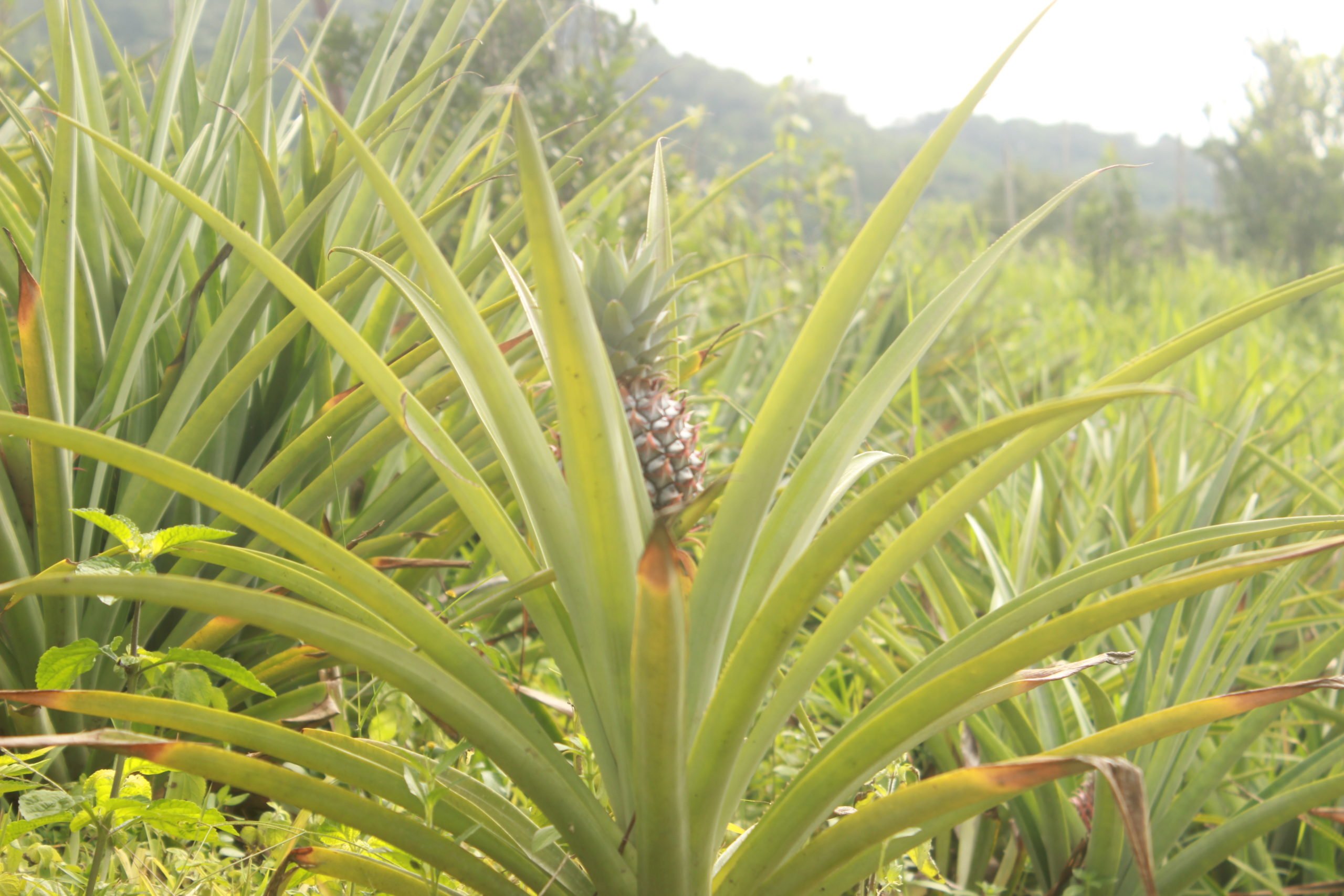 Thrias Makroh's pineapple farm, developed through a farming technique that combats soil erosion in Meghalaya. (Image: Varsha Torgalkar)