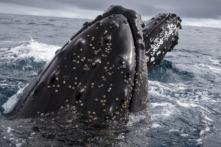 Baleias-jubarte no Canal Errera, Antárctida.