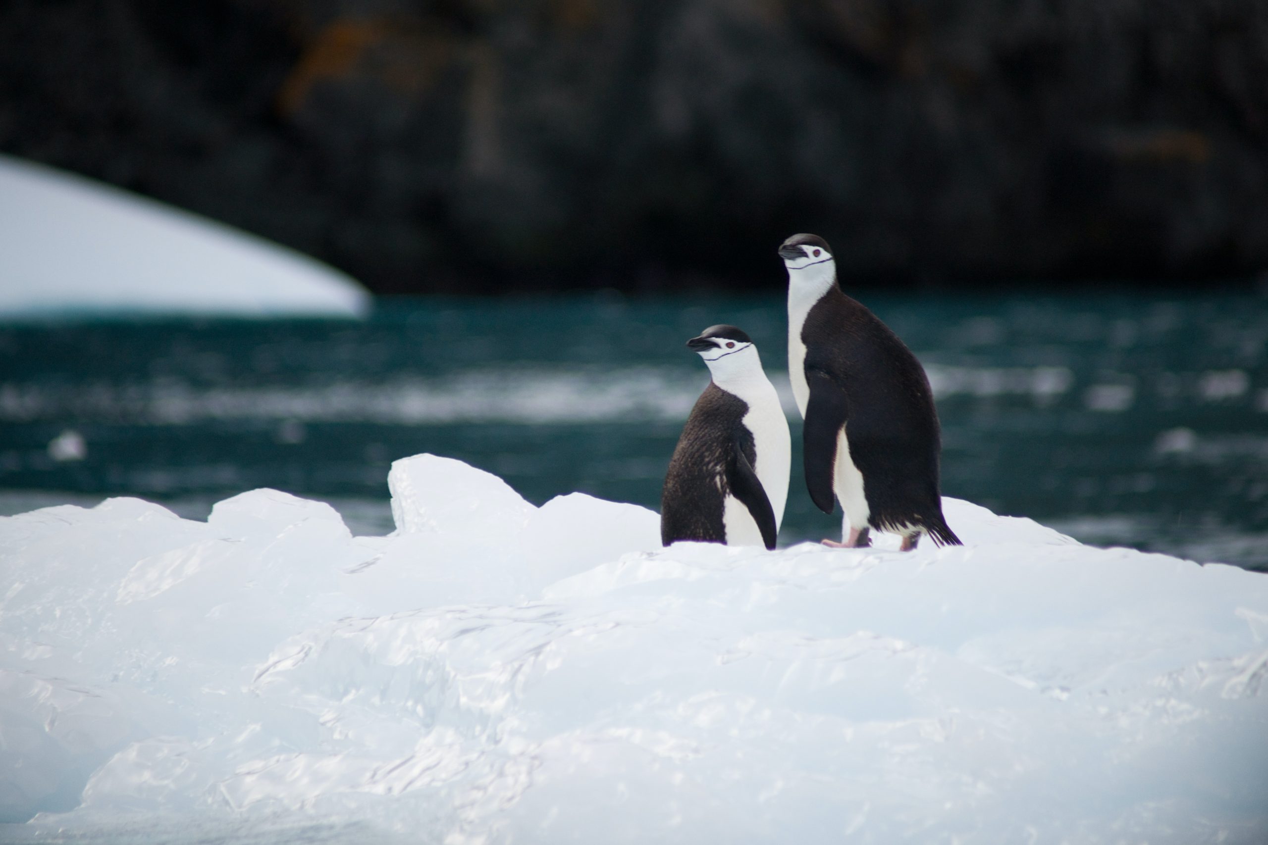Dois pingüins em um corpo de gelo