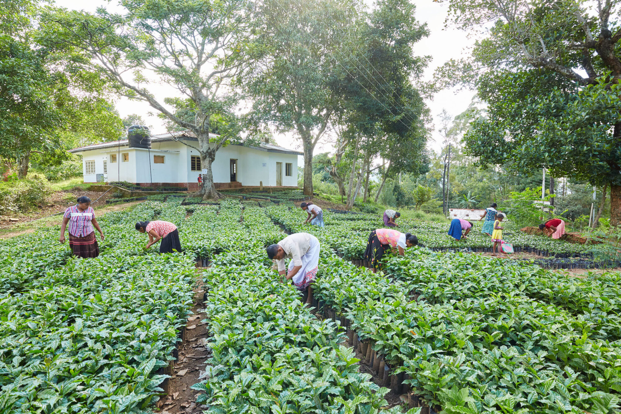 Personas trabajando en una plantación de café en la cuenca del río Mahaweli, Sri Lanka