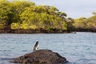 Pingüino de Galápagos en una zona de manglares costeros