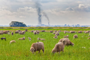 sheep with industrial smoke in background