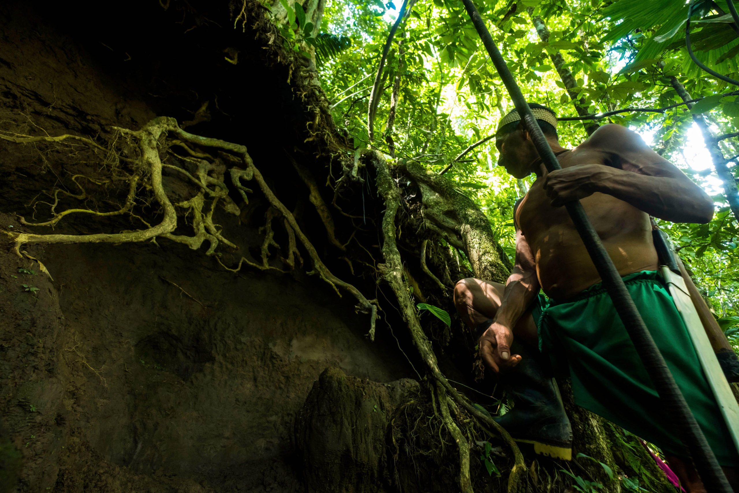 un hombre indígena en un bosque, parado al lado de grandes raíces de un árbol