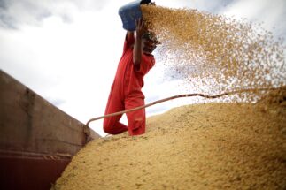 Trabalhador inspeciona grãos de soja