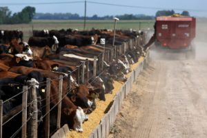 <p>Beef cattle at an industrial-scale feedlot in Argentina. Despite growing recognition of the industry&#8217;s environmental impact, livestock sector emissions remain a delicate issue in public and high-level discussions. (Image: Marcos Brindicci / Alamy)</p>