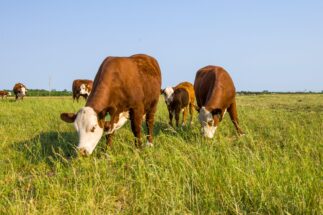 <p>Vacas pastando cerca de Villaguay, Entre Ríos. Algunos en el sector ganadero sugieren que el pastoreo puede ayudar a secuestrar suficiente carbono en los suelos para compensar las emisiones de los animales. (Imagen: Jose Luis Raota, EyeEm / Alamy)</p>