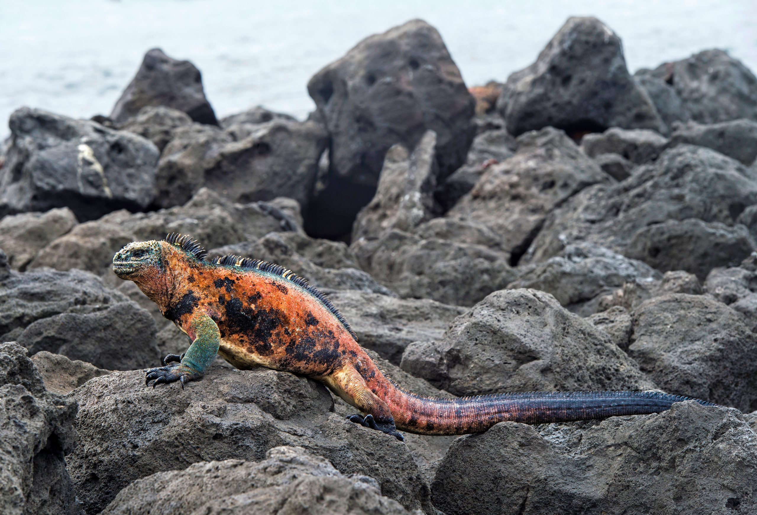 iguana marina sobre rocas 