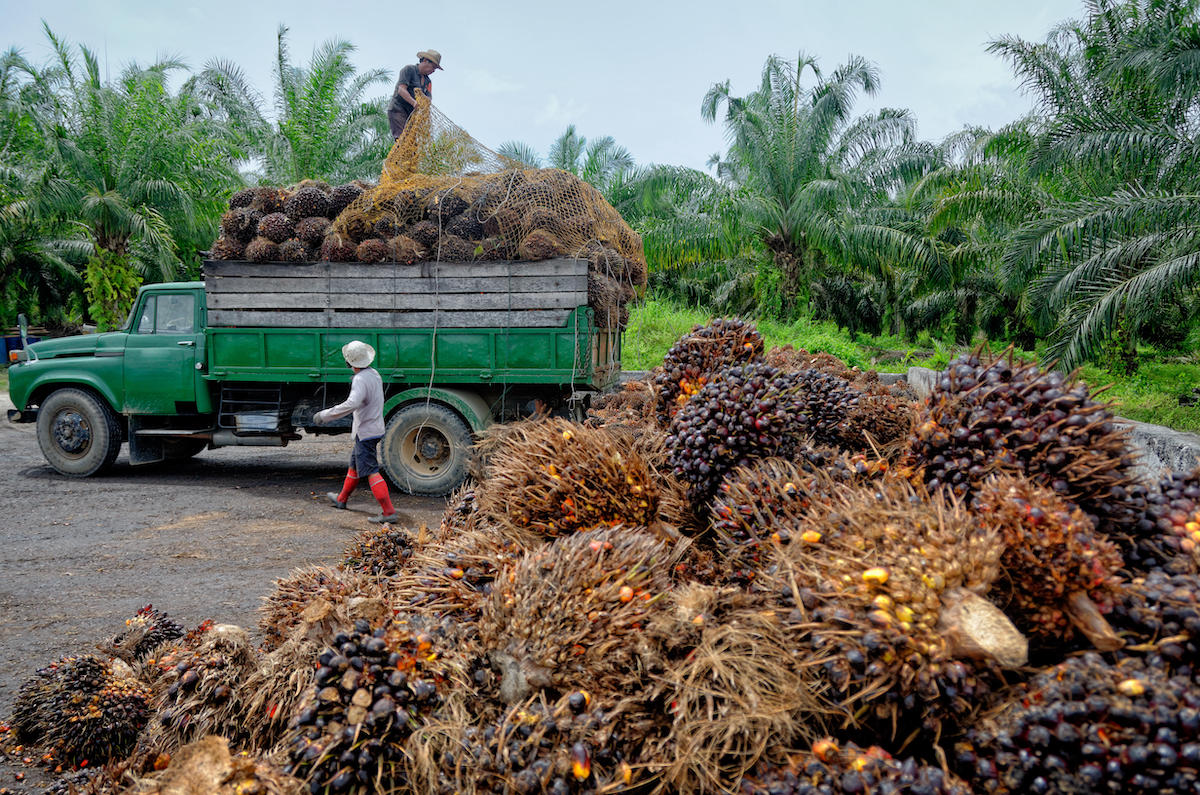 What would large-scale cultivation of oil palm mean for India ...