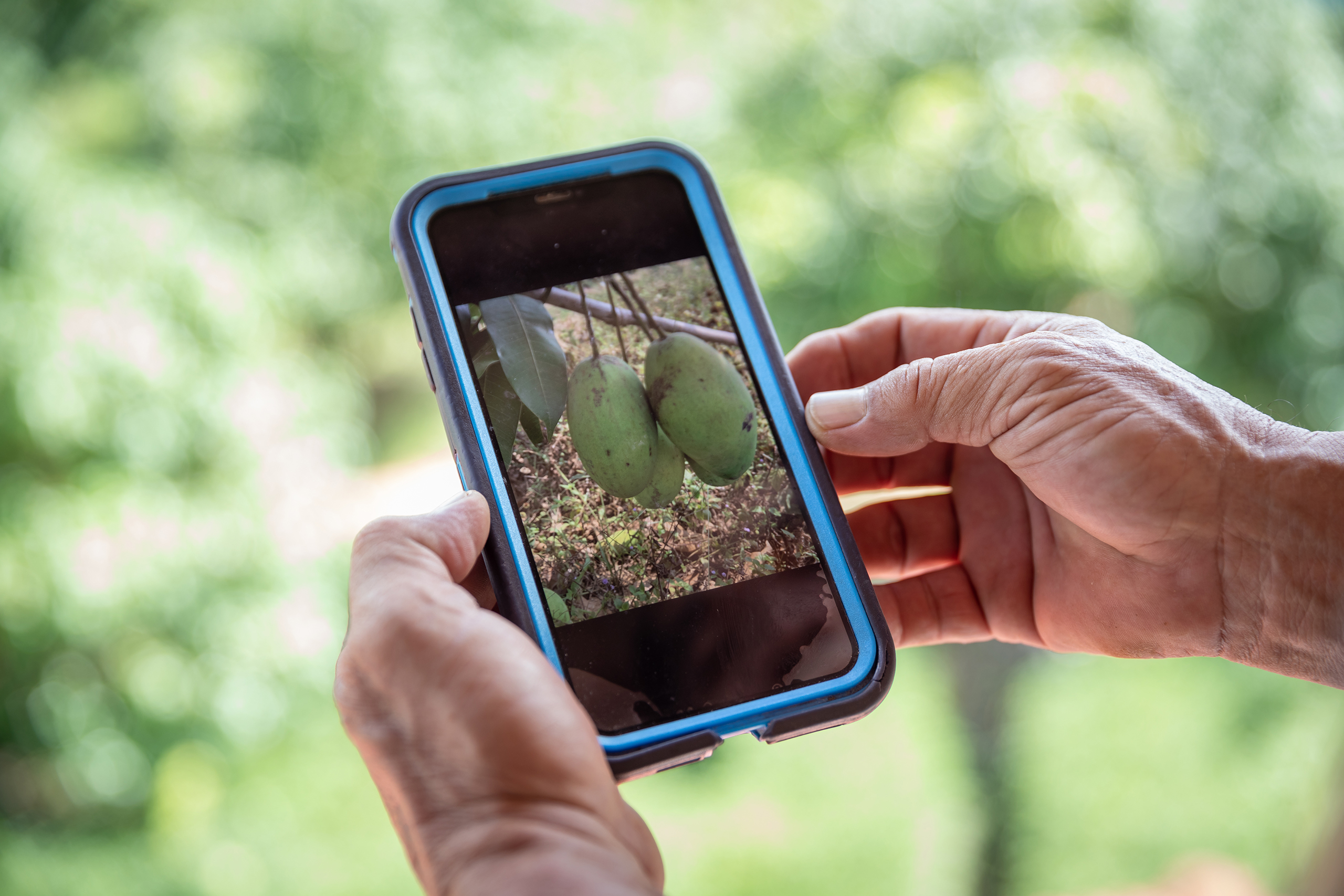 a man holds a smartphone in his hands, showing a photograph of some mangoes