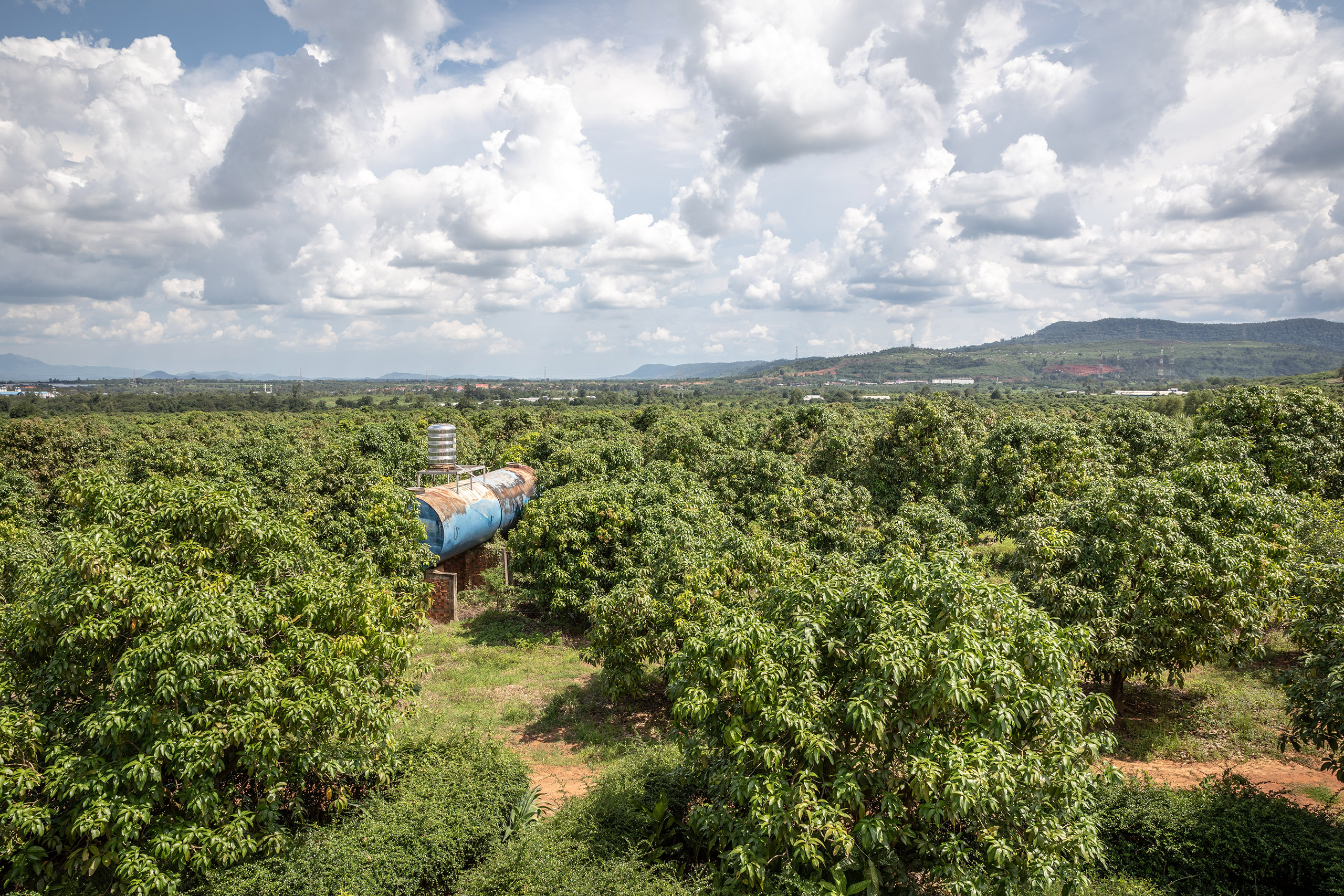A water tank nestles among the trees on the 250-hectare mango