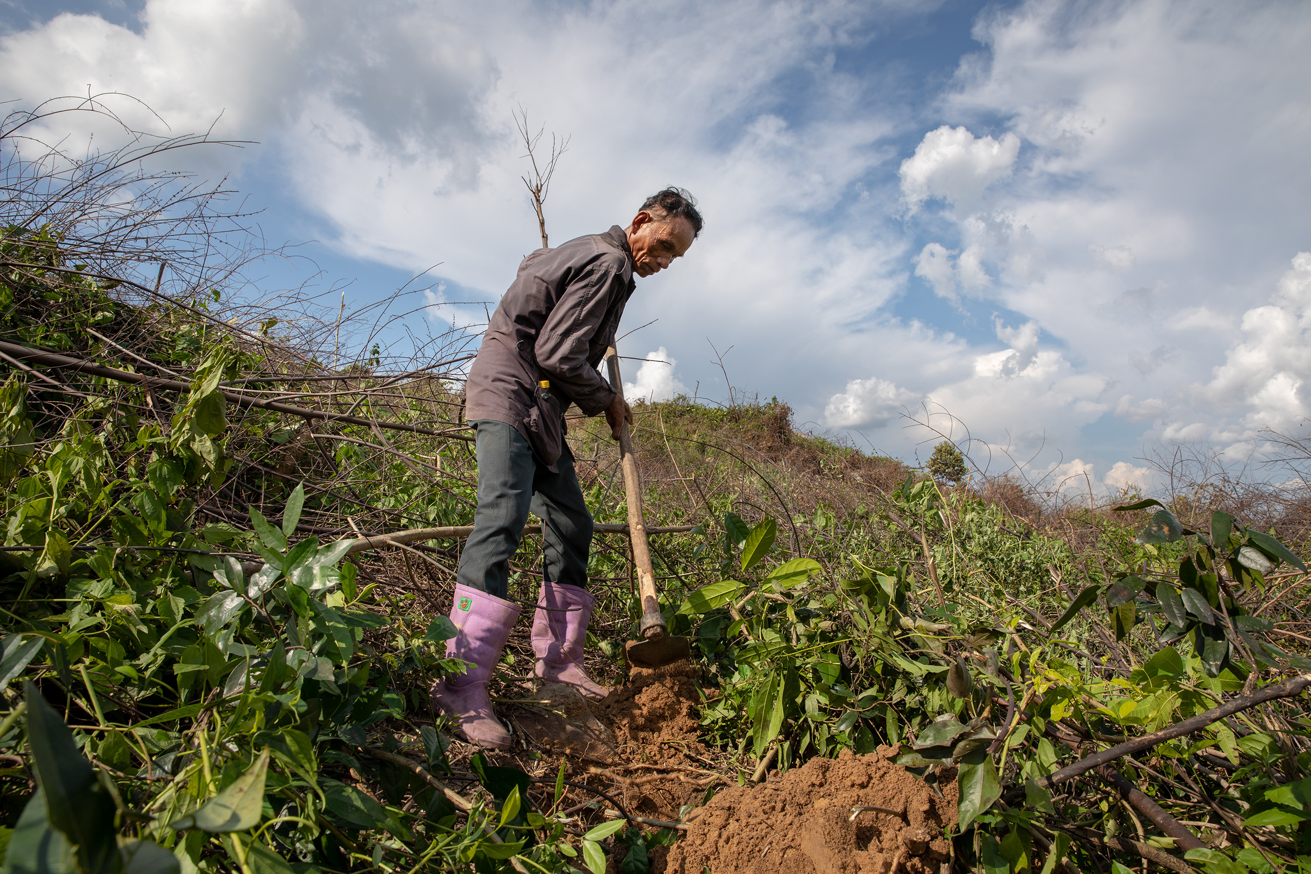 cambodia mango farmer plows field