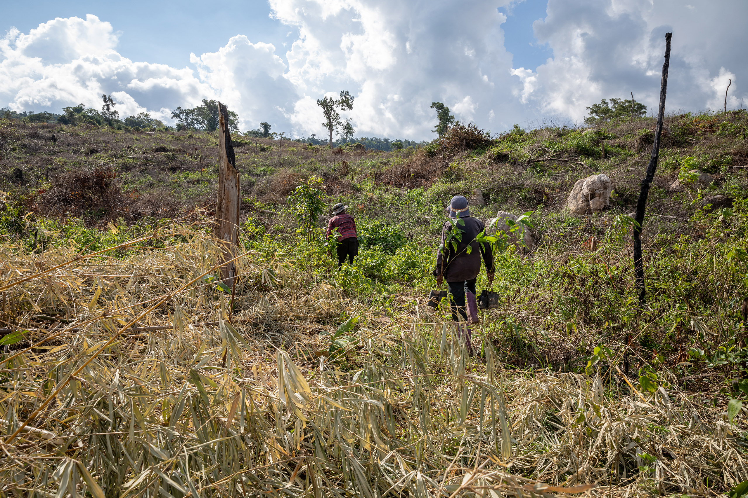 Mango farmers carry saplings on to a newly cleared planting area