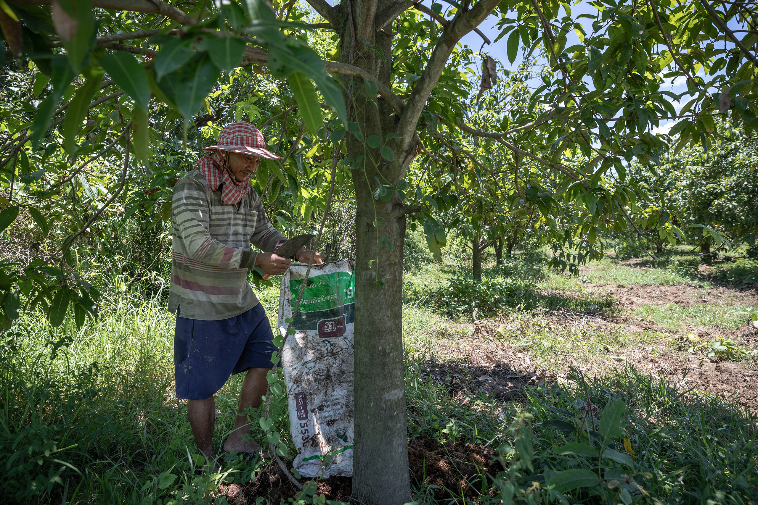 Cheung Sokha puts fertiliser on one of his mango trees.