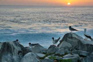 aves blancas y negras sobre rocas con el mar de fondo