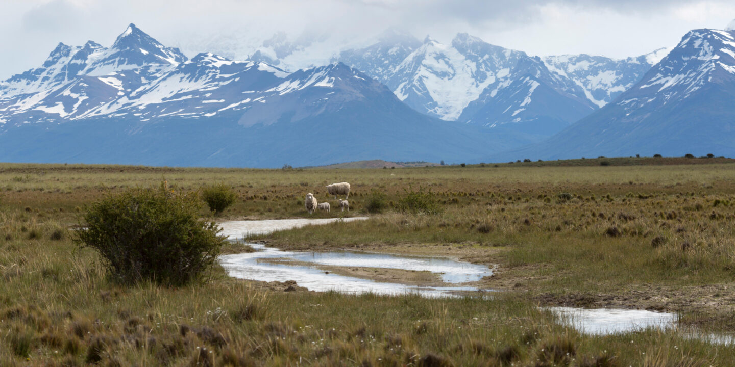 River and sheep below the Andes mountain range in El Calafate, Argentina. 