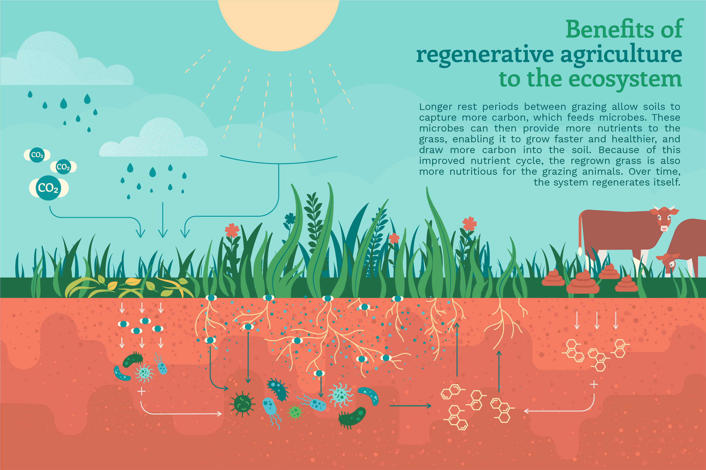 illustration showing the benefits of regenerative agriculture to the ecosystem