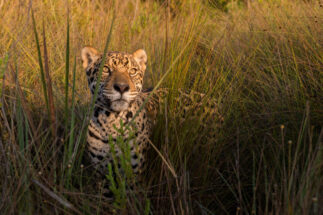 Un jaguar en las praderas del Cerrado