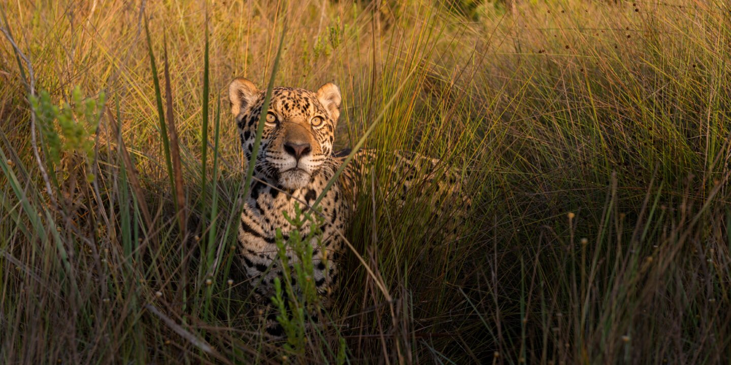 Un jaguar en una pradera