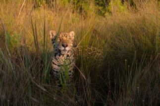 A jaguar in the grasslands of the Cerrado