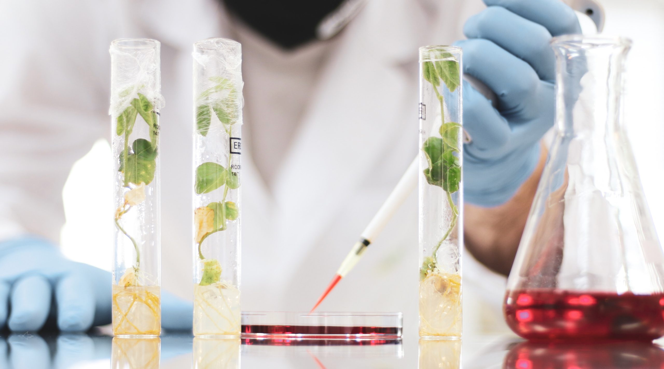Três tubos de ensaio com plantas em um laboratório
