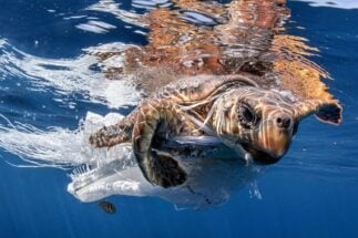 Uma tartaruga marinha tenta se libertar de um pedaço de plástico