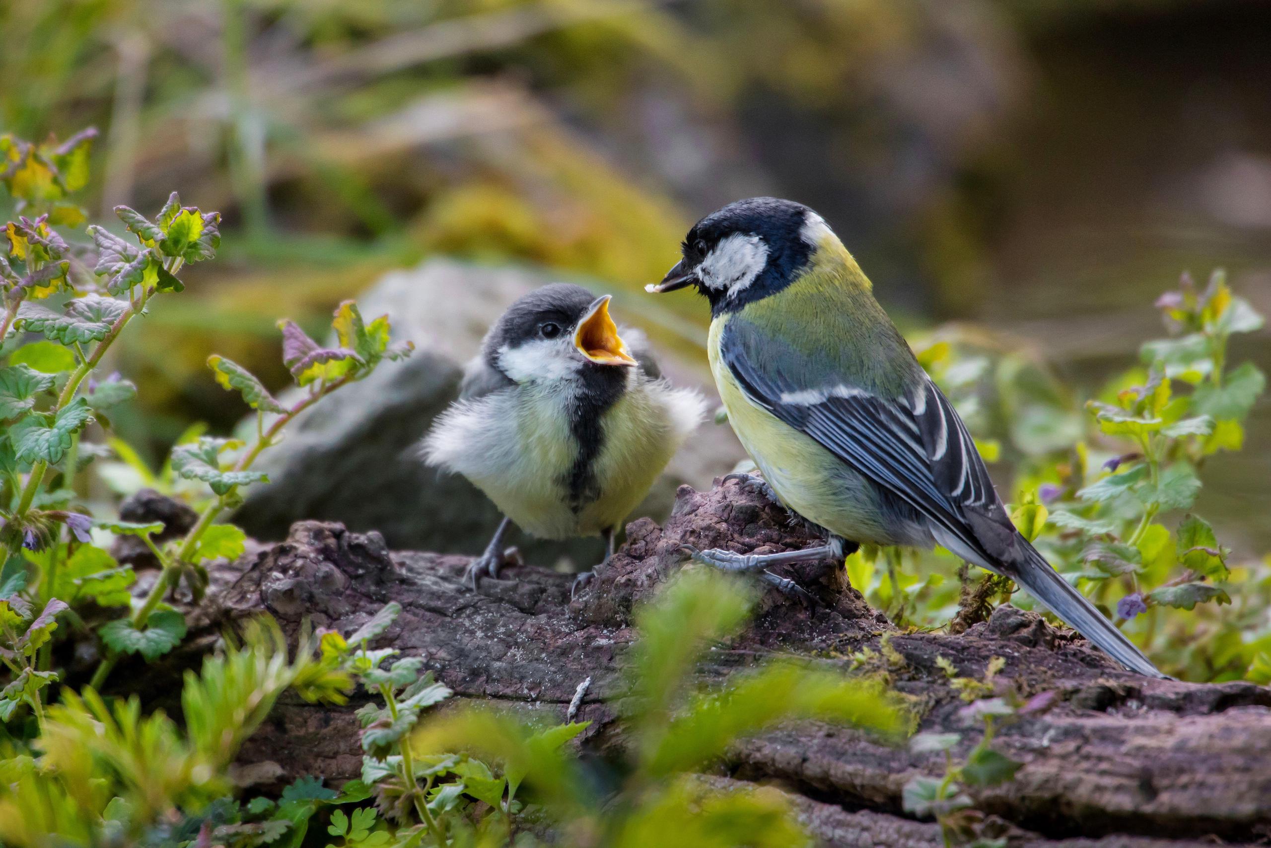 <p>大山雀。图片来源：Clement Philippe / Alamy</p>