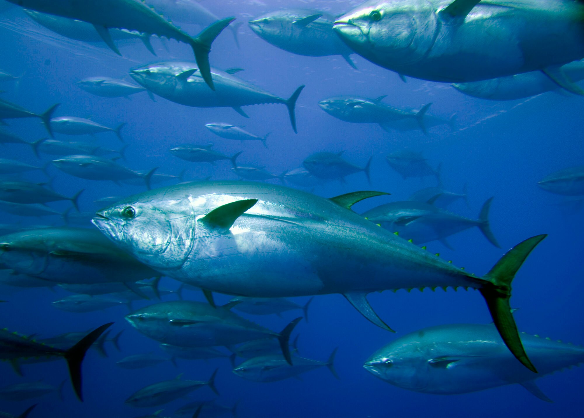 <p>Atlantic bluefin tuna in the Mediterranean Sea – a population which has shown promising signs of recovery. (Image © Gavin Newman / Greenpeace)</p>