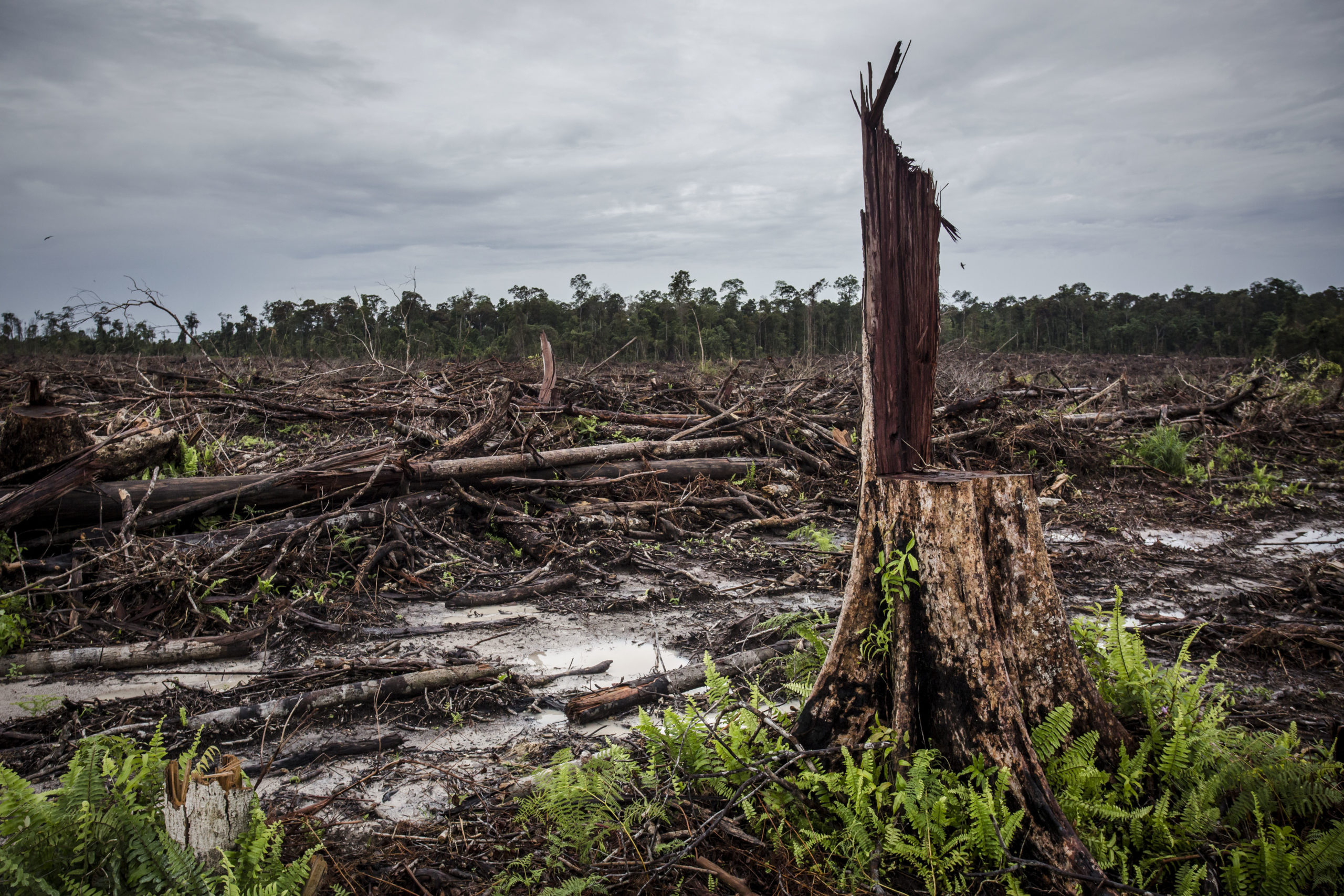 <p>印度尼西亚加里曼丹，为了种植油棕，一片森林遭到清伐。图片来源：Ulet Ifansasti / Greenpeace</p>