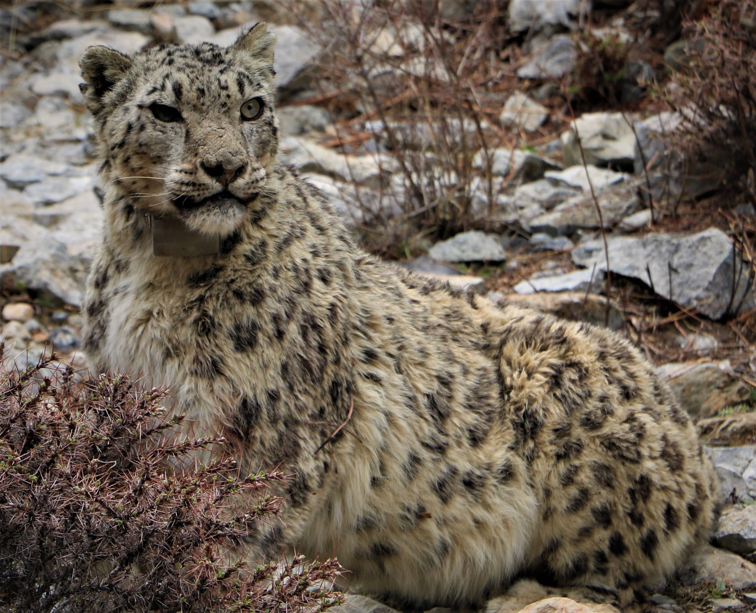 <p>Ghangri Gapi Hyul, the first snow leopard collared during the expedition in Nisyal, Nepal (Image: DNPWC / WWF Nepal)</p>