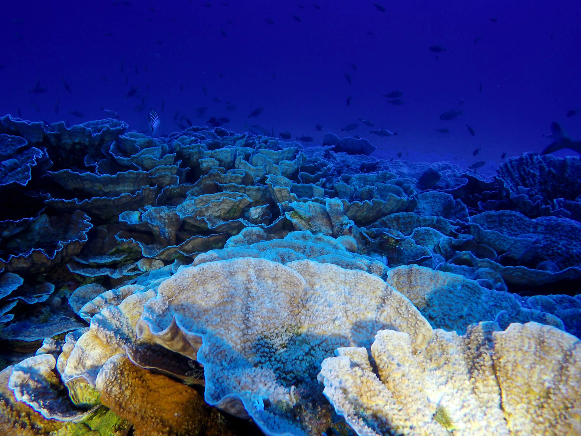 <p>The Anakena reef, in the marine protected area of Rapa Nui, about 80 metres below the sea surface. (Image © Matthias Gorny/ Oceana &amp; ESMOI)</p>