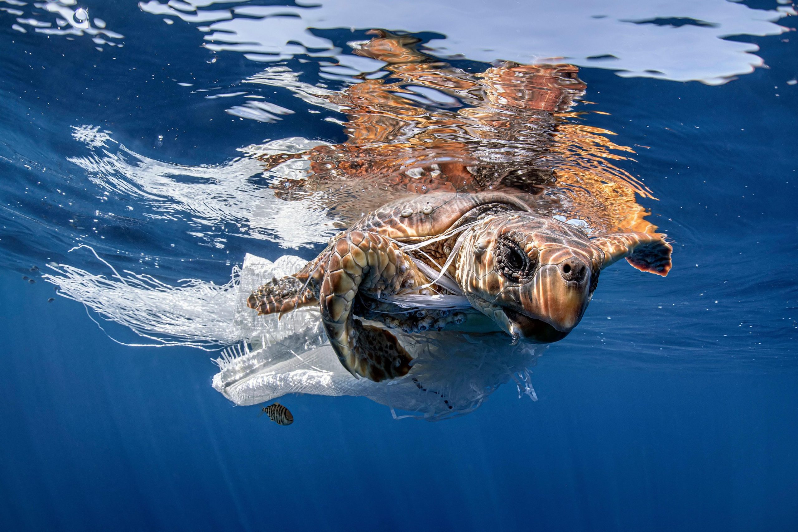 <p>西班牙，一只海龟正在试图挣脱塑料垃圾的束缚。图片来源：David Salvatori / Alamy</p>