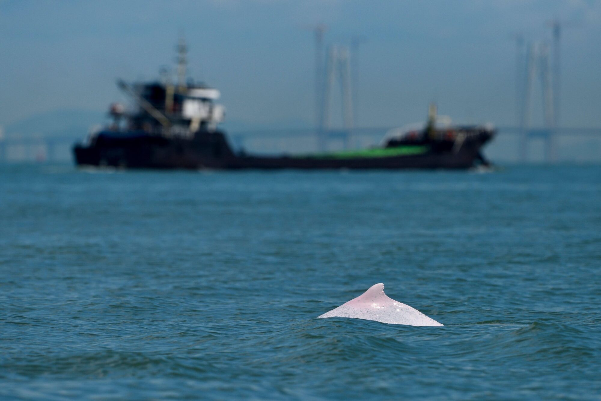 Indo-Pacific humpback dolphin with ship in the background